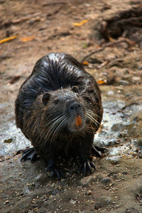 Coypu on rock