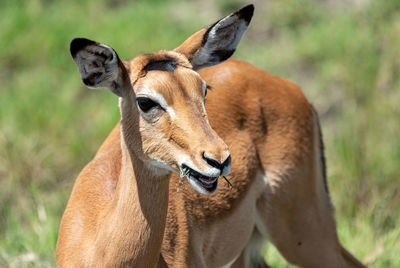 Close-up of a horse on field