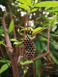 Close-up of fruit on tree