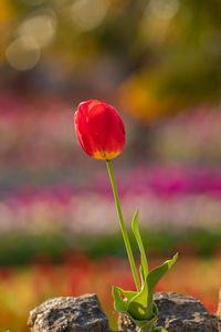 Close-up of red tulip