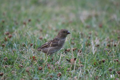 Bird perching on grass