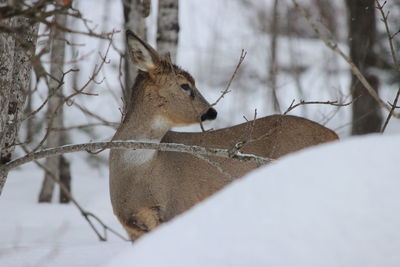 Close-up of deer during winter