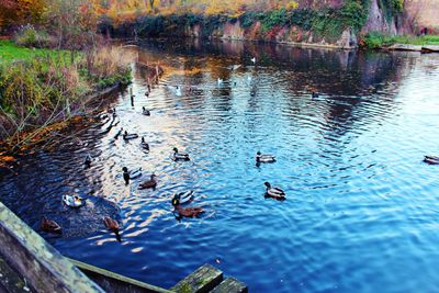 Swans swimming in lake