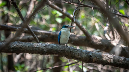 Close-up of bird perching on branch