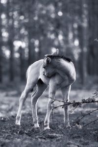 Foal on field