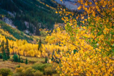 Yellow flowering plants on field during autumn