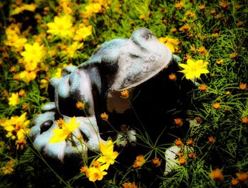 High angle view of dog on yellow flowers