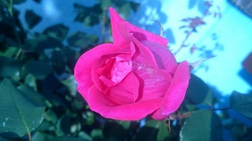 Close-up of pink rose