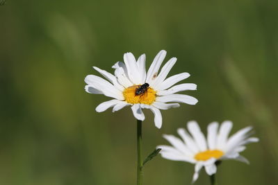 Close-up of insect on white daisy