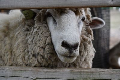 Close-up of sheep in pen