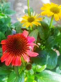 Close-up of pink daisy flowers