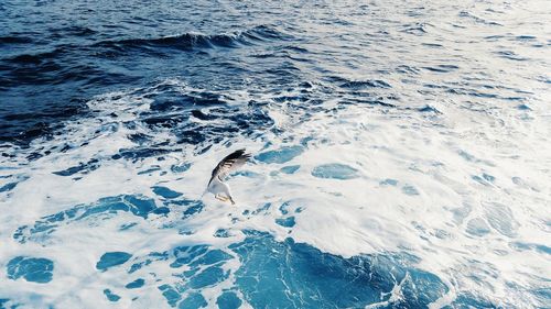 High angle view of crab in sea