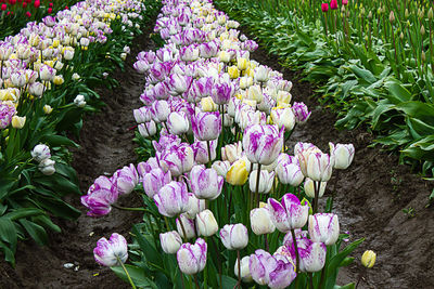 High angle view of purple crocus flowers