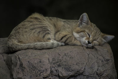 Close-up of cat sleeping