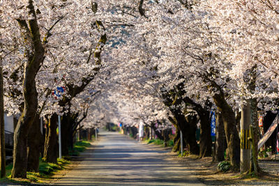 View of cherry blossom trees