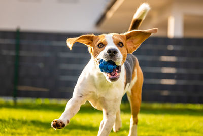 Beagle dog on a grass running through garden with blue ball towards the camera
