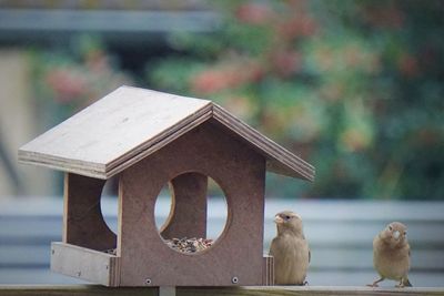 Close-up of birds perching on wood against blurred background