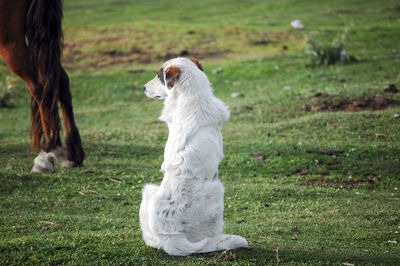 There is a brown wild horse and a lovely white sheepdog on the beautiful green grassland