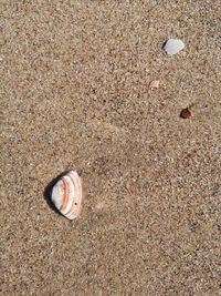 High angle view of shell on sand