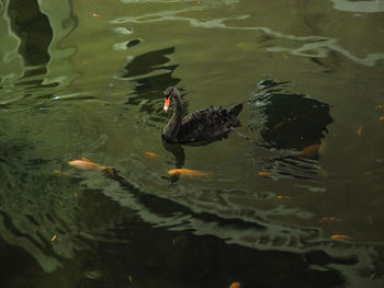 High angle view of ducks swimming in lake