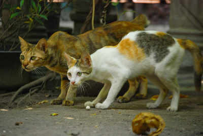 Close-up of cat