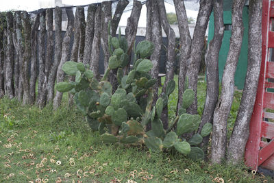 Plants growing on field