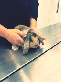 Close-up of hand holding dog