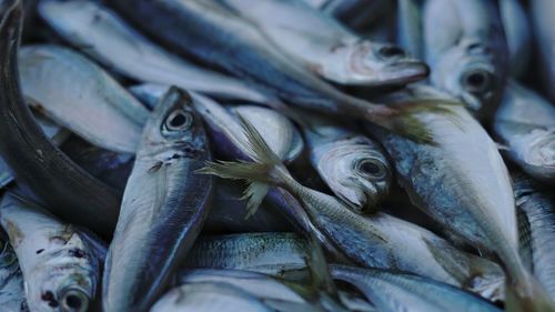 Close-up of fish for sale in market