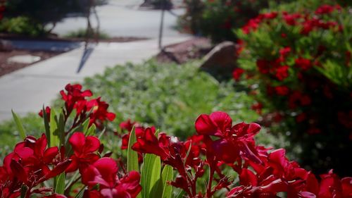 Close-up of red flowering plants on field