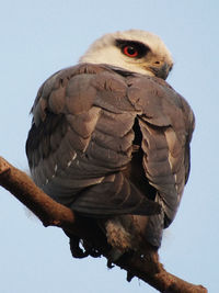 Black winged kite