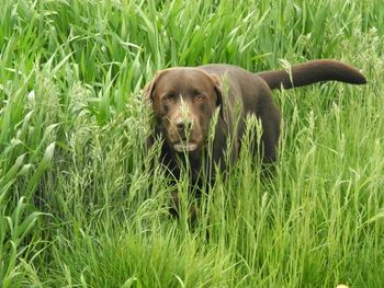 Rabbit on grassy field