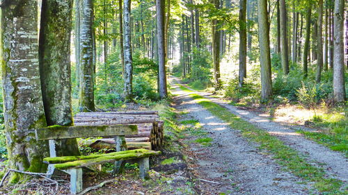 Empty bench amidst trees in forest