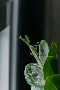 Close-up of grasshopper on plant