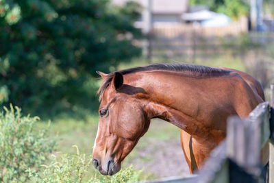 Horse Mammal