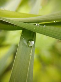 Close-up of raindrops on grass