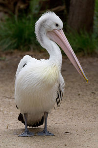 Close-up of pelican