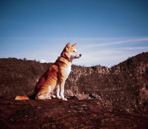 Dog sitting on rock against sky