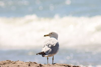 Seagull perching on a beach