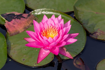 Pink water lily in lake