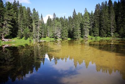 Scenic view of lake by trees against sky