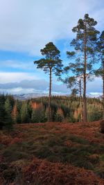 Trees in forest against sky