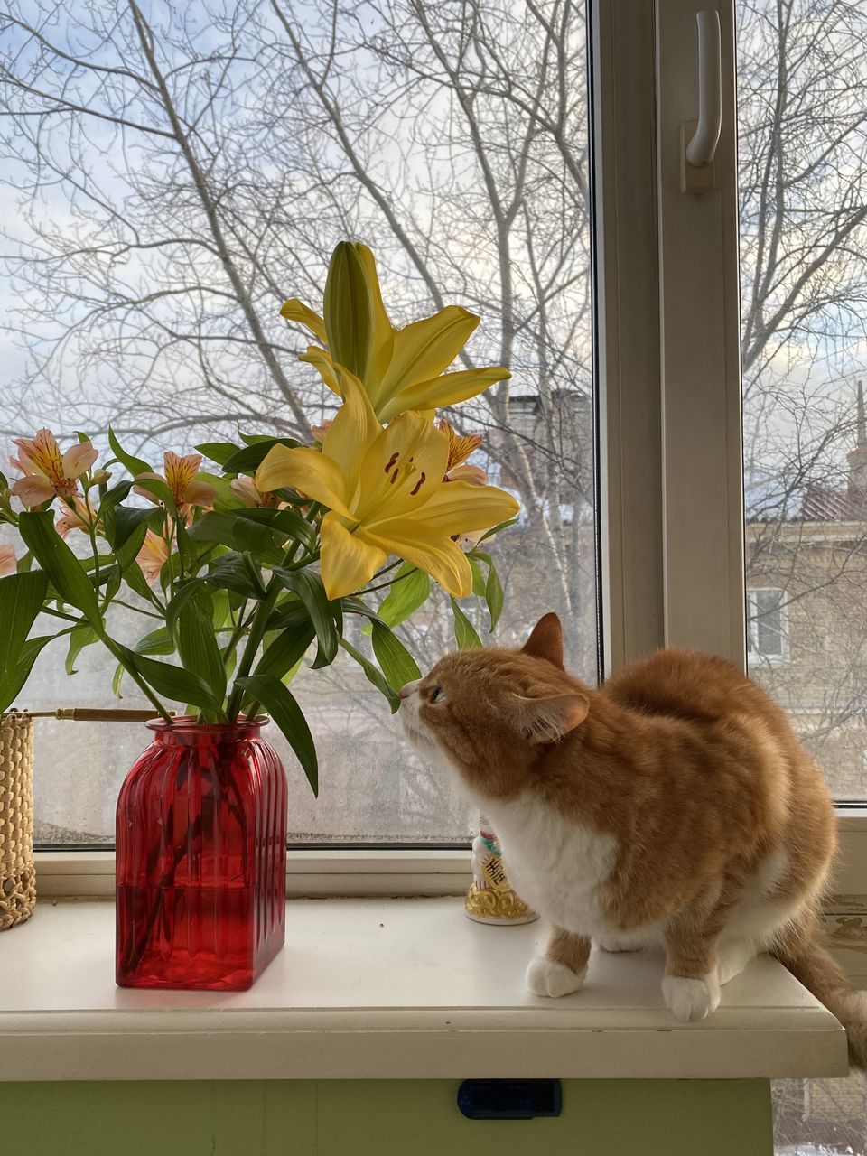 CAT SITTING ON WINDOW SILL OF FLOWER