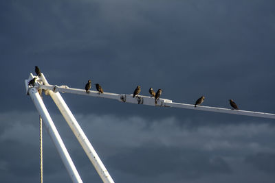 Low angle view of birds perching on pole against sky