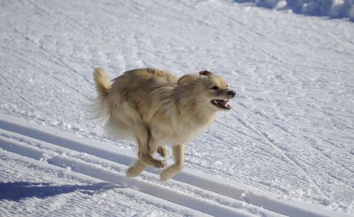 Dog running on snow covered land