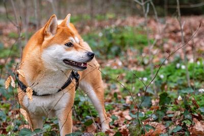 Close-up of dog