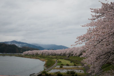 View of cherry trees and mountains against sky