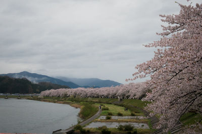 Sakura trees by the river in kakunodate, the little samurai town. 