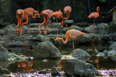 Flamingos in a lake