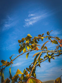 Low angle view of tree against sky during autumn