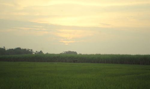 Scenic view of agricultural field against sky during sunset